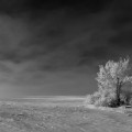 Frost, Milk River, AB.