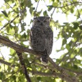 Baby Great Horned